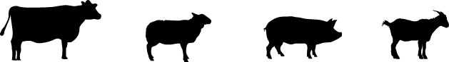 zwierzęta
